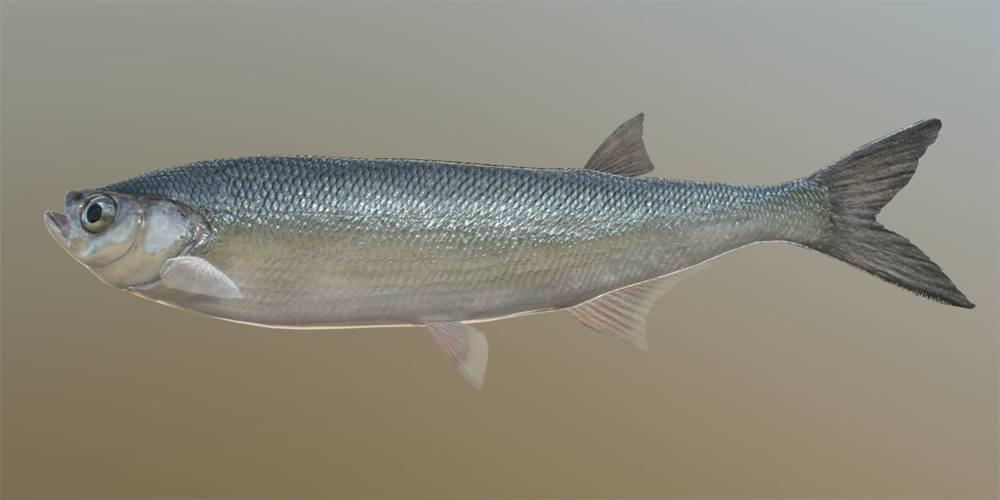 sabrefish_m.thumb.png.83ee16f07e81fd3091c2c4b608aaf46c.png.cd71dcb5a55346f4ab2870864783db8a.png