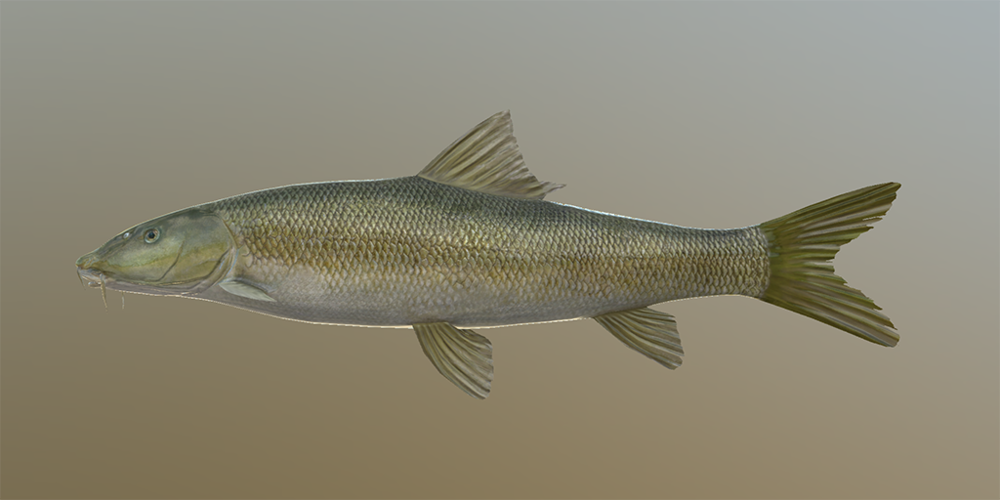 sh_barbel.thumb.png.0aef3018026970c5e981b68b481a4d21.png.fe9ee4735cf8f92c7cd38bd83b3ab834.png
