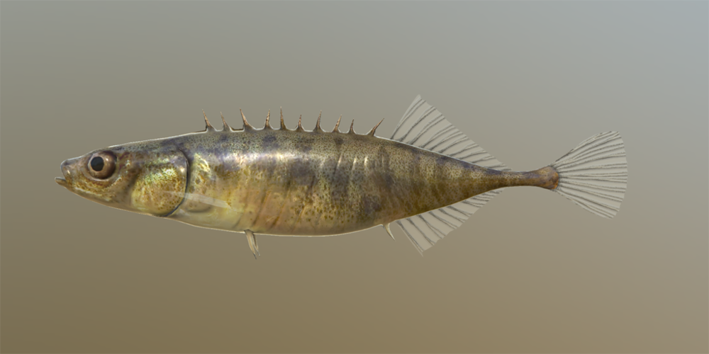 stickleback_ss.thumb.png.0edc9f6a5bec27ff93beb77ce3709f85.png.fe97f111ec8e2628cc957ca8a6a4aa37.png