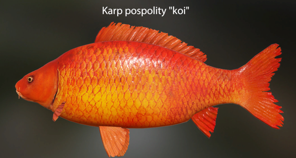1179583321_karpkoi.thumb.png.28b7b657733dce2eb8cb37e8c7f26ff6.png