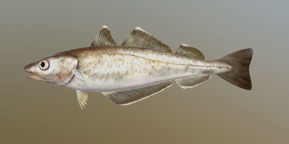 Witlinek - Gatunki ryb - Russian Fishing 4