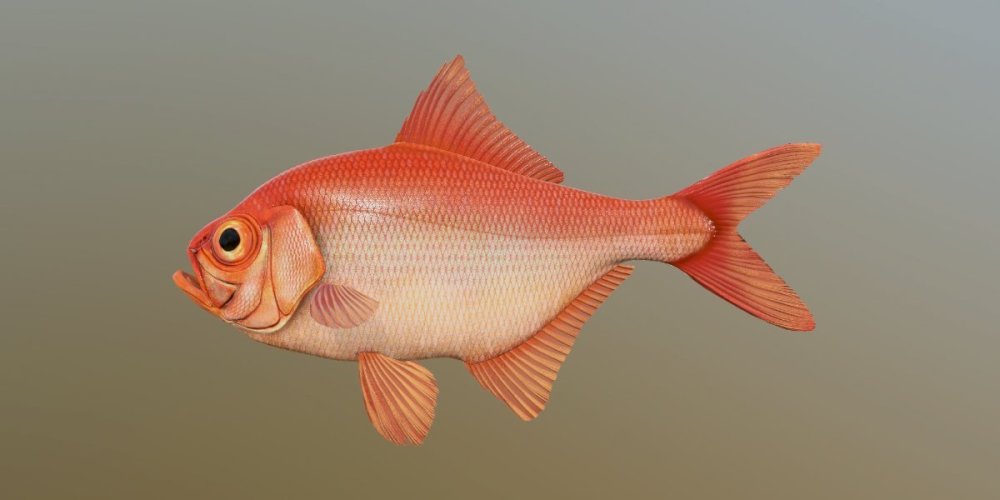 alfonsino_m.jpg