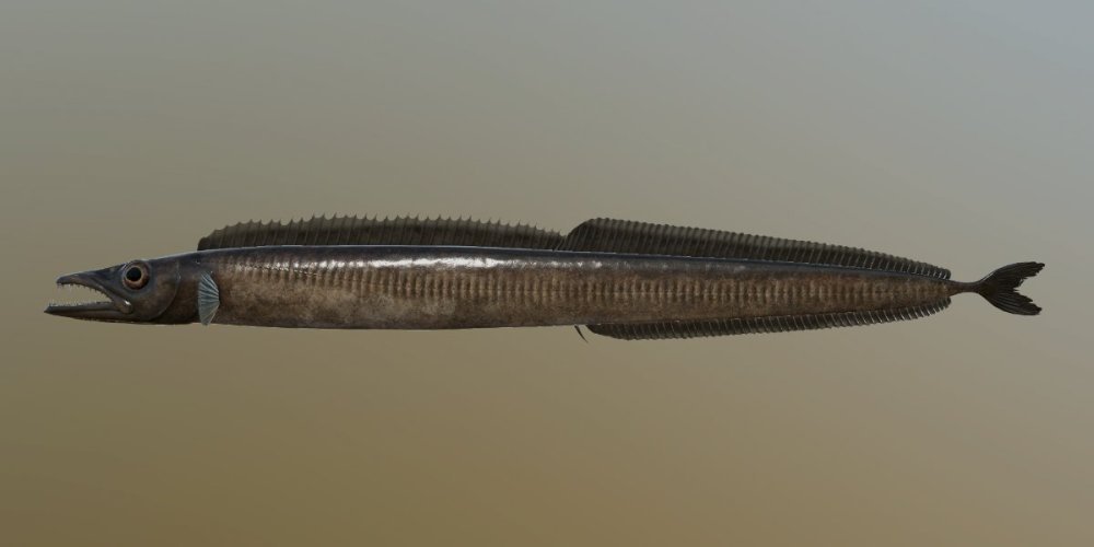 b_scabbardfish_m.jpg