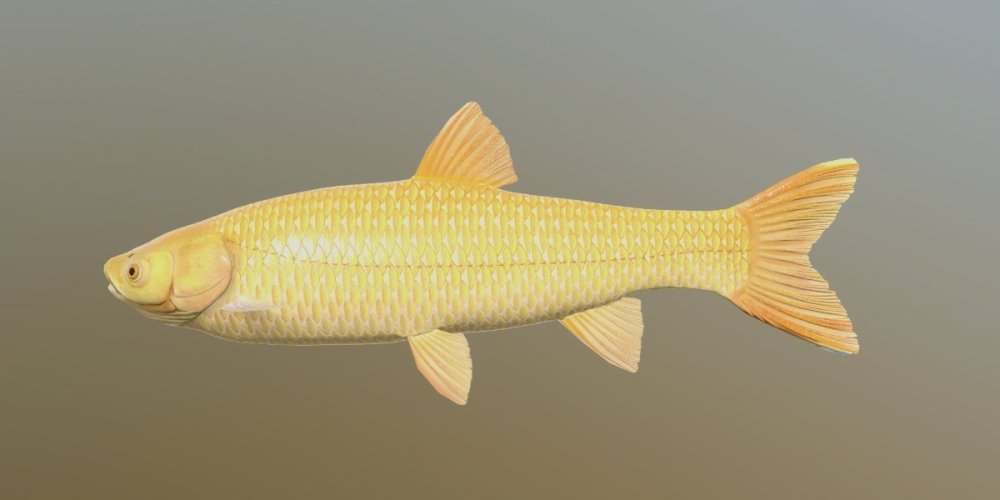 g_carp_albino_m.jpg