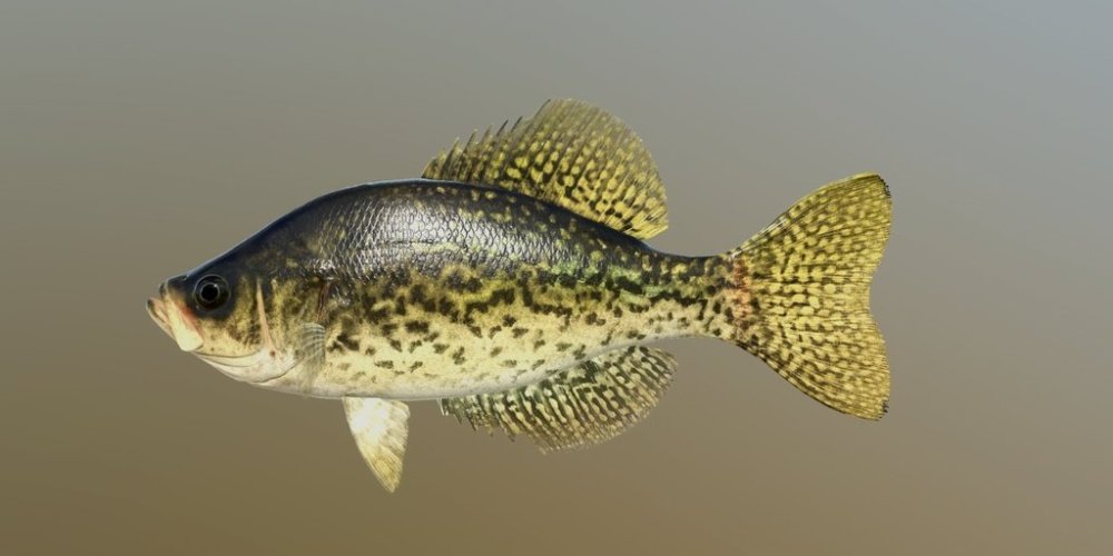 black_crappie.jpg
