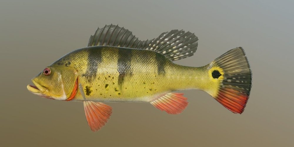 bp_bass.jpg