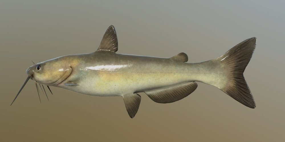 ch_catfish.jpg