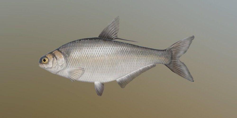 g_shad.jpg