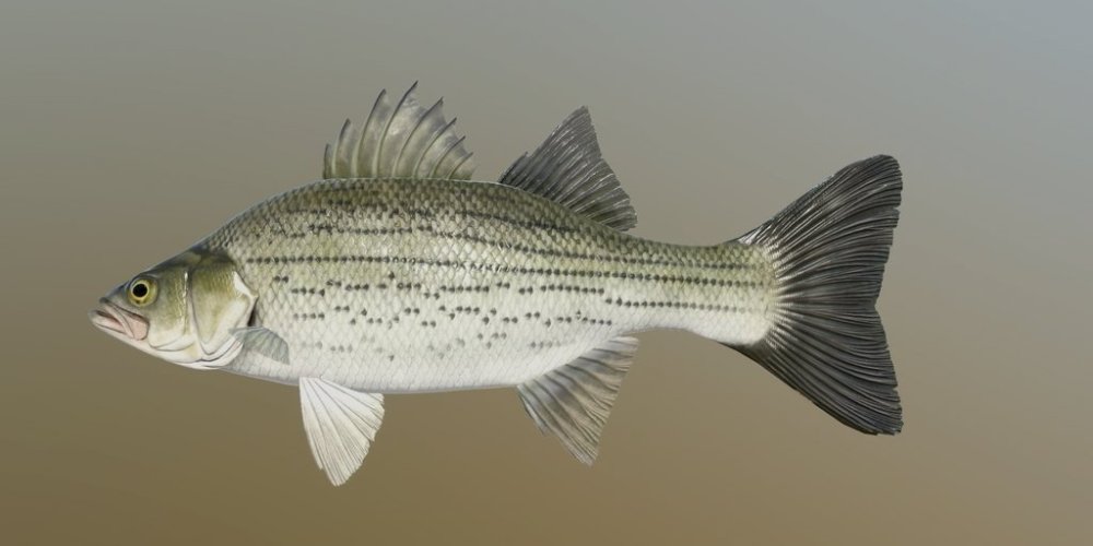 hs_bass.jpg