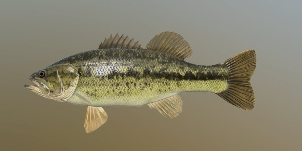 lm_b_bass.jpg