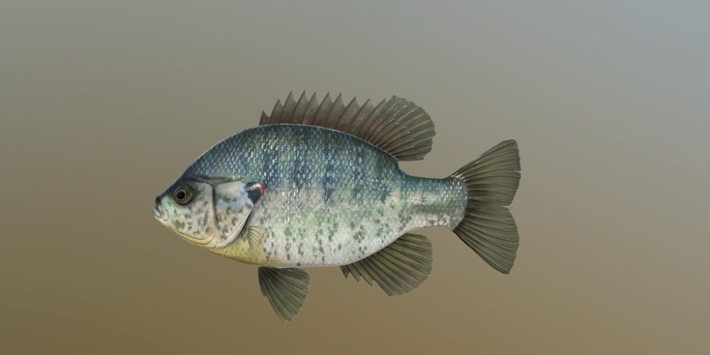 resfish.jpg