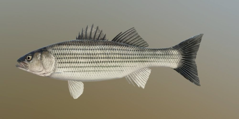 s_bass.jpg