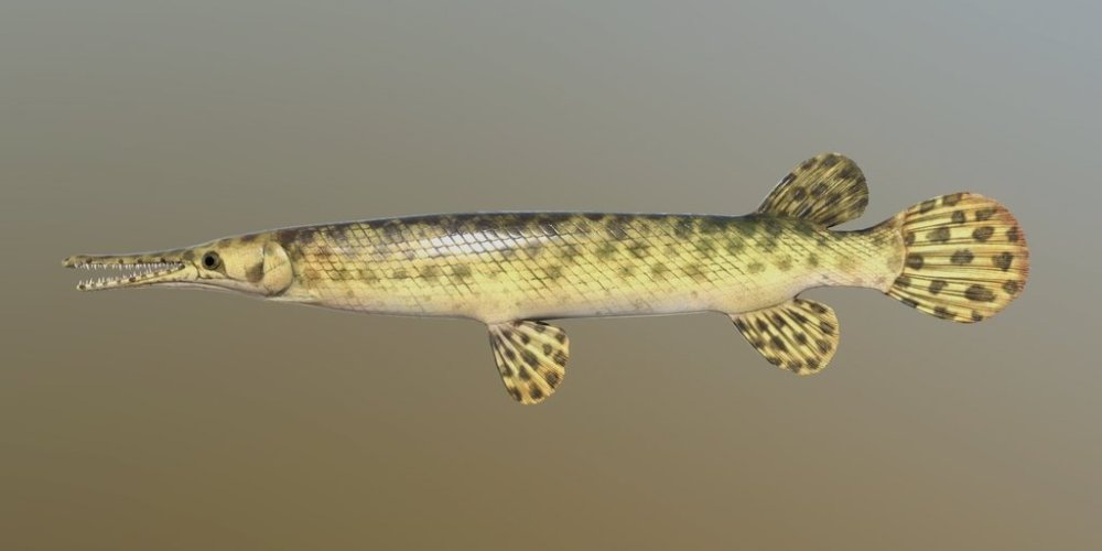 sgar.jpg