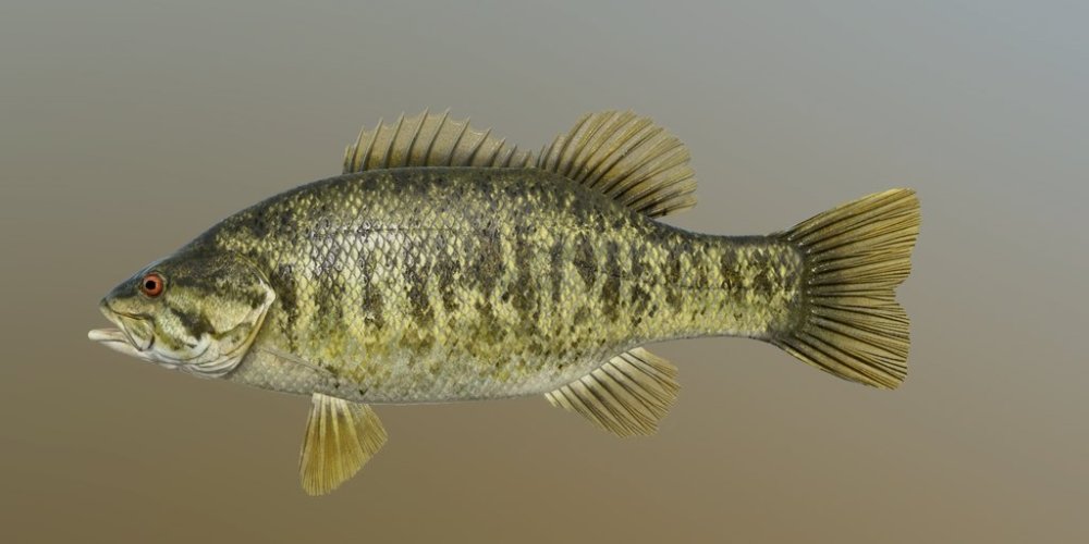 sm_bass.jpg
