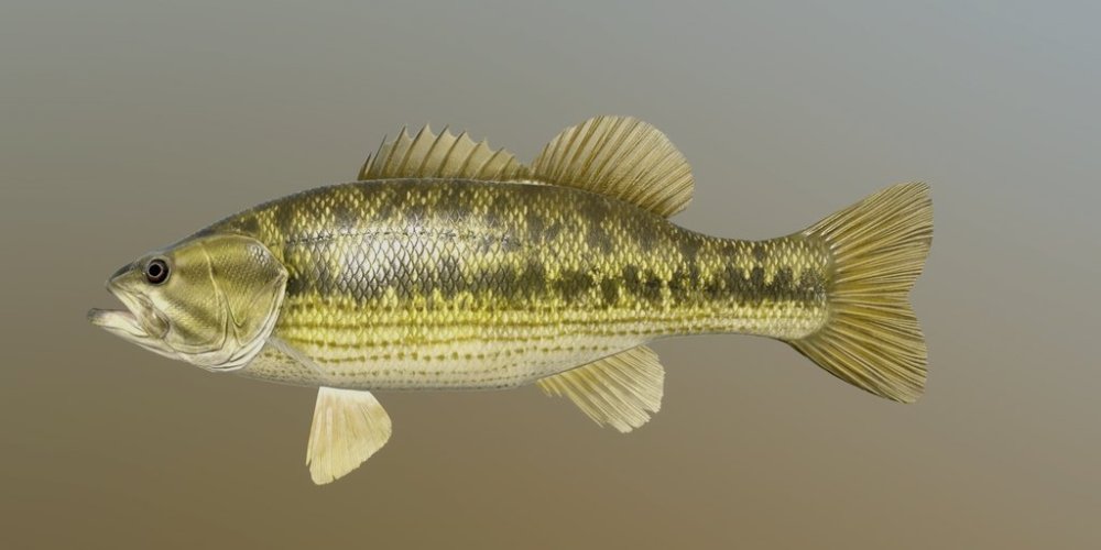 sp_bass.jpg