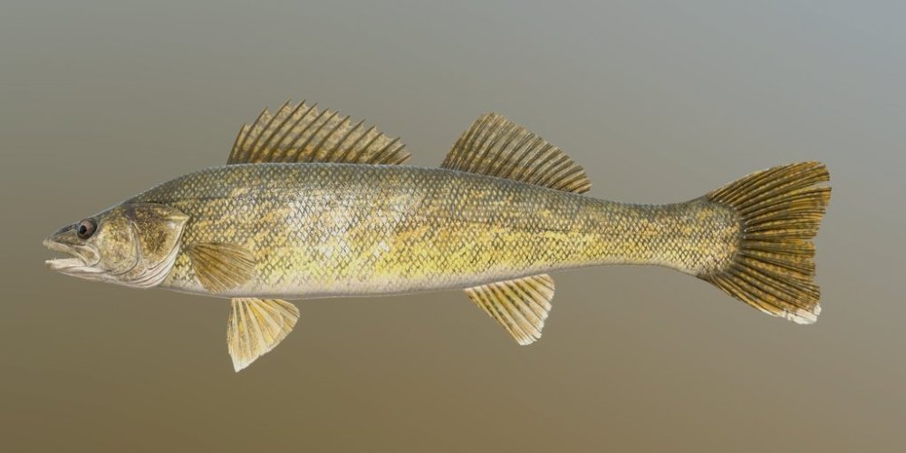 walleye.jpg