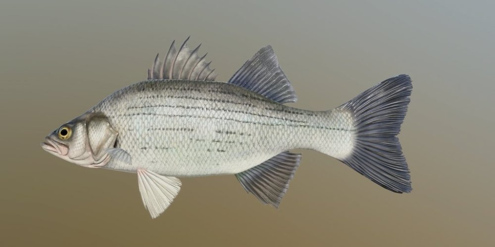 wh_bass.jpg
