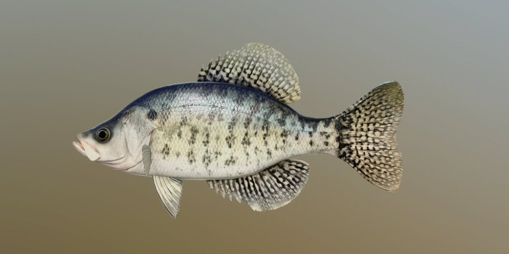white_crappie.jpg